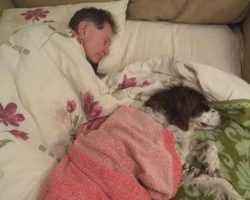 Dad Spends Nights Downstairs & Sleeps On Sofa With Senior Dog To Keep Him Company
