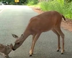 Momma Deer Rescues Baby Fawn Frozen In Fear In Middle Of Road