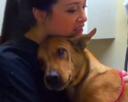 Dog Gives Best Hugs After Being Rescued