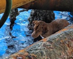 Dog Rescued 135 Miles Off Thailand Coast by Oil Rig Workers