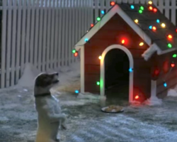 Dog Waits All Night For Santa, And His Christmas Wishes Comes True