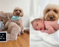 A Dog Won’t Let Newborn Photos Be Taken Without Him