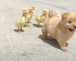 Five Little Ducklings Mistake Adorable Puppy For Their Mama, Start Following Her Around