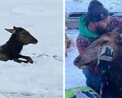Families Spend Their Christmas Eve Rescuing Elk From Freezing Cold River