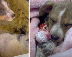 Abandoned Puppy Found Next To Her Sister Gets Forever Home For Christmas!