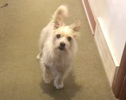 Dog Fakes Injured Leg But Recovers When He Finds Out He Can’t Go For Walk