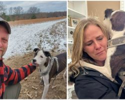 Family Reunites With Dog Who Was Missing For 7 Weeks, Thanks To Help From Community