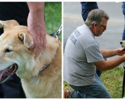 Fire Department Honors Arson Dog With ‘Final Call’ Tribute Before He Is Put Down