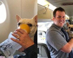 Dog’s Life Saved By Quick Thinking Flight Attendants Mid-Flight