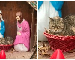 Grumpy Nativity Scene Cat Sits In Manger And Spreads Christmas Joy To Passerby