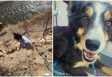 Heroic Officers Rappel Down Cliff To Rescue Missing Dog Trapped On Cliff’s Edge