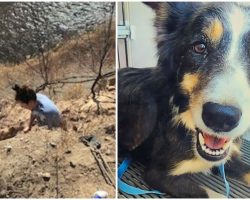 Heroic Officers Rappel Down Cliff To Rescue Missing Dog Trapped On Cliff’s Edge
