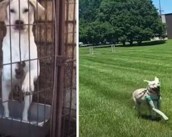 Life For Jin After Her Rescue From A Dog Meat Farm Is Happy And Free