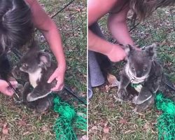 Woman Cuts Helpless Koala Free Out Of Net Tightly Wrapped Around His Legs and Torso