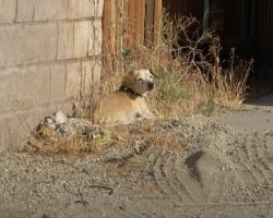 Senior Dog Sat In The Desert Sun After Being Abandoned By The One He Loved