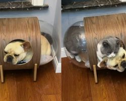 Lazy French Bulldog Climbs Into Cat’s House And Steals Bed