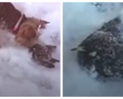 Dog Discovers Frozen Bird In The Snow, Then Owner Rescues The Bird With A Blow Dryer