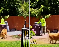 Hero Dog Saves Elderly Owner’s Life After Fall By Getting Help From The Garbageman