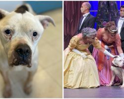 Malnourished Dog Found Tied To Pole Gets A New Start — And A Role In ‘The Nutcracker’