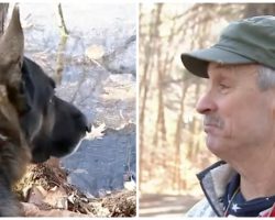 Man Is Alerted By Heroic Dog Of Danger Ahead – Saves His Life
