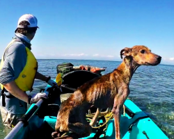Man Rescues and Brings Home Emaciated Dog on Remote Island Near Belize