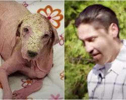 Furless Dog Has Complete Transformation After Being Found