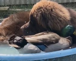 Duck Waits Outside The Window For The Dog To Come Out And Play