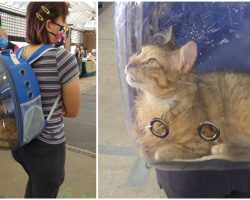 Kind Owner Lets Her Disabled Cat See The World By Carrying Her In Clear Backpack