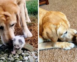 Dog Finds Orphaned Kitten Crying All Alone On Farm & Refuses To Leave Her Side