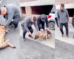 Retired Police Dog ‘Cries’ After Reuniting With Handler She Hasn’t Seen For Years