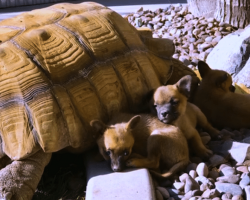 Abandoned Puppies Befriend A Lonesome Giant Tortoise