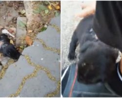Tiniest Wounded Puppy Hears Her Voice, Comes Into Yard & Then This Happens
