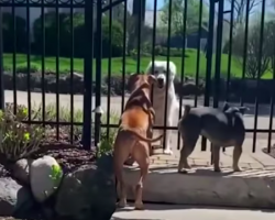 Senior Dog Never Failed to Visit His Neighbors Everyday Before He Passed