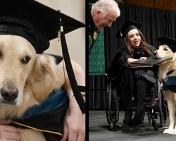 Service Dog Gets His Own Degree After Helping Owner Through Grad School