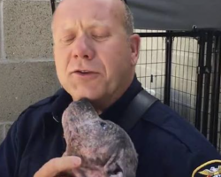 Puppy Is Sad At Shelter, Until She Reunites With The Firefighter Who Saved Her From Abuse