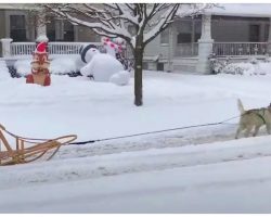 Woman Concocts Clever Way To Get Around Snow-Filled Streets On Christmas Day