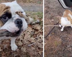 Dog Finds His Favorite Stick And Is Determined To Bring It Back Home