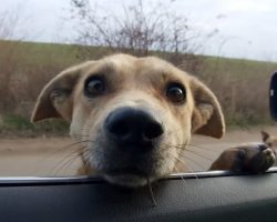 Stray Dogs Stop Woman’s Car, And She Can’t Just Drive Away