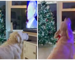 Golden Retriever Belts Out A Christmas Tune Every Time Classic Song Is Played