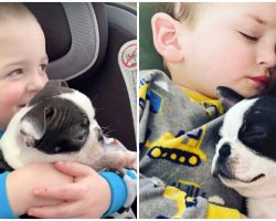 After Surviving Brain Surgery, His Mom Got Him A Puppy Who’s Just Like Him