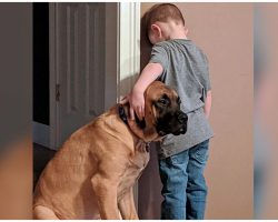 Loyal Mastiff Refuses To Leave His Little Boy’s Side While He’s In Timeout