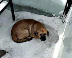 Transit Workers Rescue Dog Shivering From The Cold At Bus Shelter