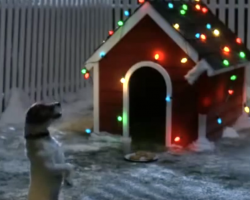 Dog Puts Out Cookies And Waits All Night For Santa To Arrive