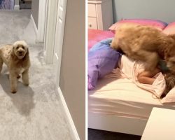 Morning Dog Runs Into Each Kid’s Room Every Single Morning For An Abrupt ‘Wake Up Call’