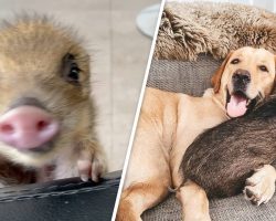 2-Pound Wild Boar Grows Up Believing She’s a Puppy
