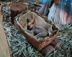 Woman Moved To Find Stray Pup Sleeping In Manger Of Local Nativity Scene, Helps Find Her A Home
