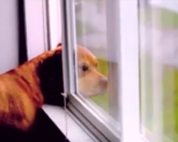 After This Video, I’ll Never Look At Dogs The Same Way Again