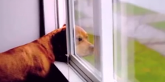 After This Video, I’ll Never Look At Dogs The Same Way Again