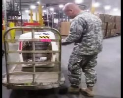Soldier Forced To Leave His Dog On Deathbed Is Informed About A Crate’s Arrival