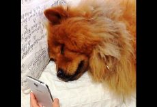Depressed Dog Pining For Her Mom Breaks Down When She Video Calls With Her